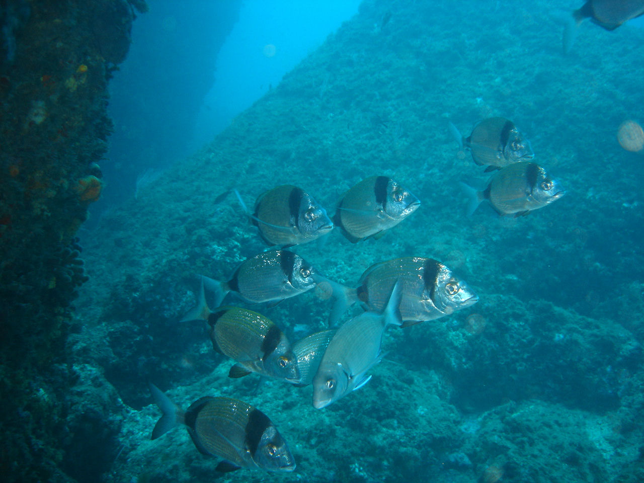 Diplodus vulgaris (Sarago fasciato)